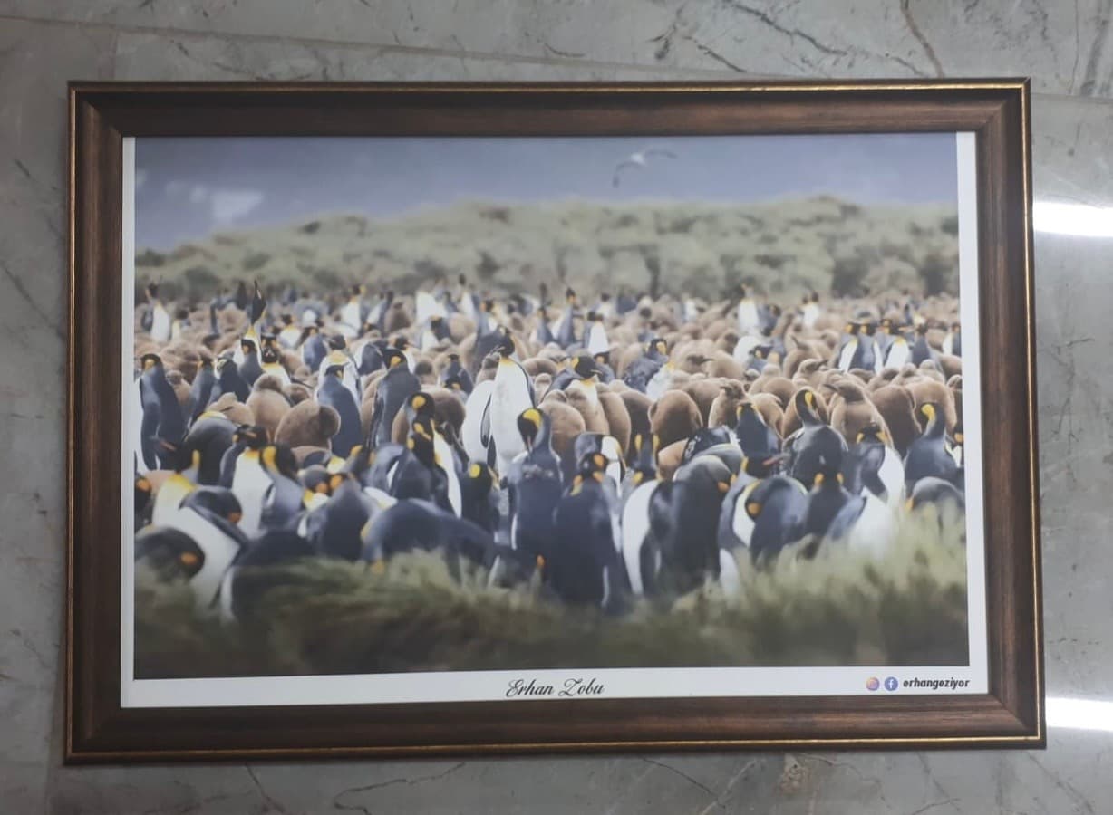 DMD Metehan Kral Penguenler